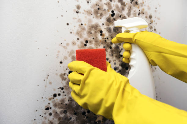 Best Crawl Space Mold Removal  in Absecon Highlands, NJ